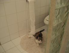 世俱杯-跨界竞技风暴，F1揭幕战点燃速度之战，篮网大胜广东队展现实力