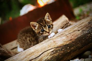 世俱杯奖金-文班亚马末节统治力爆发，凯尔特人逆转广东队险胜