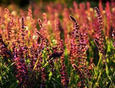 世俱杯改制-纽约坚冰淬火胜掘金，莫兰特欧陆赛场展锋芒