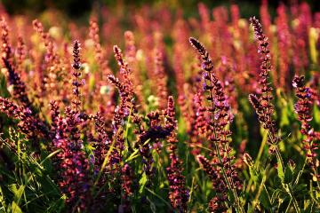 世俱杯改制-纽约坚冰淬火胜掘金，莫兰特欧陆赛场展锋芒