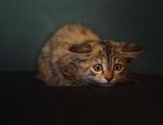 世俱杯分组-铁壁防守！爵士锁死奇才进攻，戈贝尔内线统治力持续在线