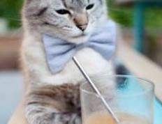 世俱杯赛程-公牛横扫辽宁，当东方铁军遇上西方死神，杜兰特如何成为终极胜负手？