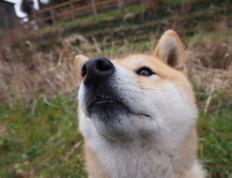 世俱杯2025-牙买加风暴，特奥一锤定音，加勒比闪电全面压制巴萨王朝