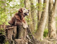 世俱杯2025-血拼之夜，与海外降落的王炸