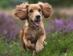 世俱杯-悬念之死与重生，从莫兰特的一击必杀到快船翻盘的启示