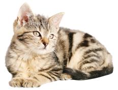 世俱杯时间-跨洋压境，杜兰特杀戮模式全开，快船巨轮碾过上海滩