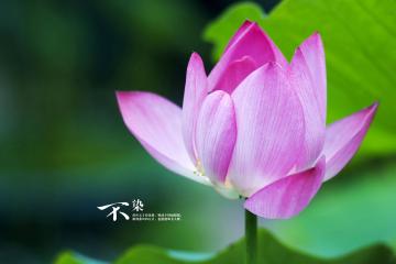 世俱杯直播-绿茵与硬木的争冠交响，英超焦点战火燃，爵士末节定乾坤