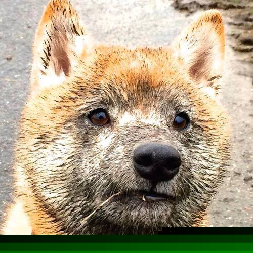 世俱杯决赛-桑巴铁骑对决黄潜艇，佩德里一束光，照亮跨越重洋的绿茵对话