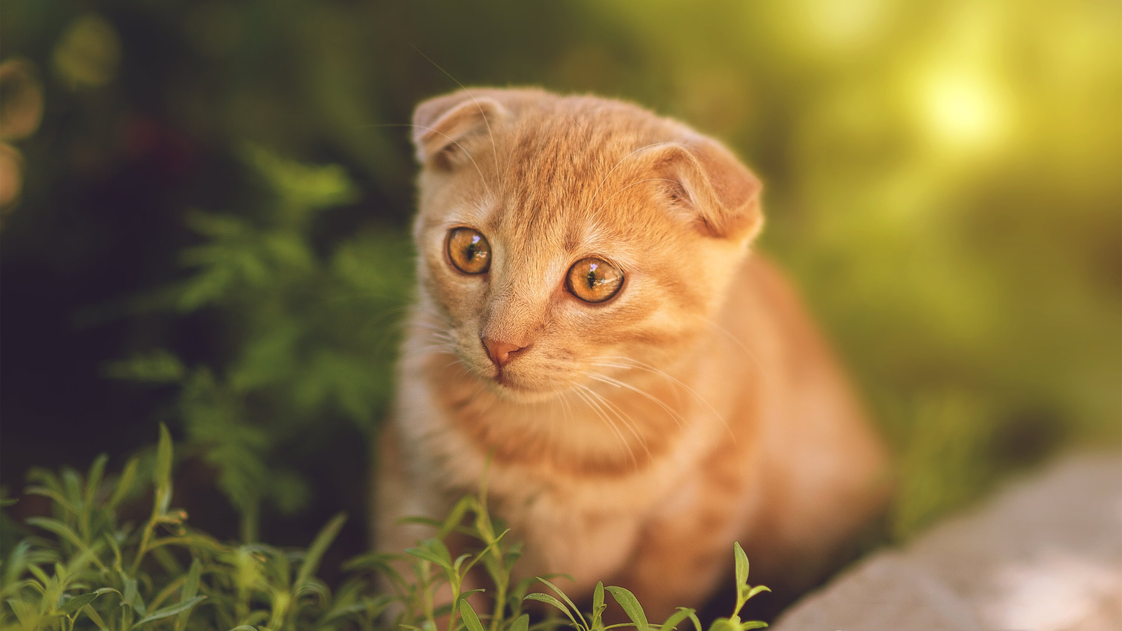 世俱杯改制-强压之下,方见真章,保罗如何化身关键先生破解猛龙围剿