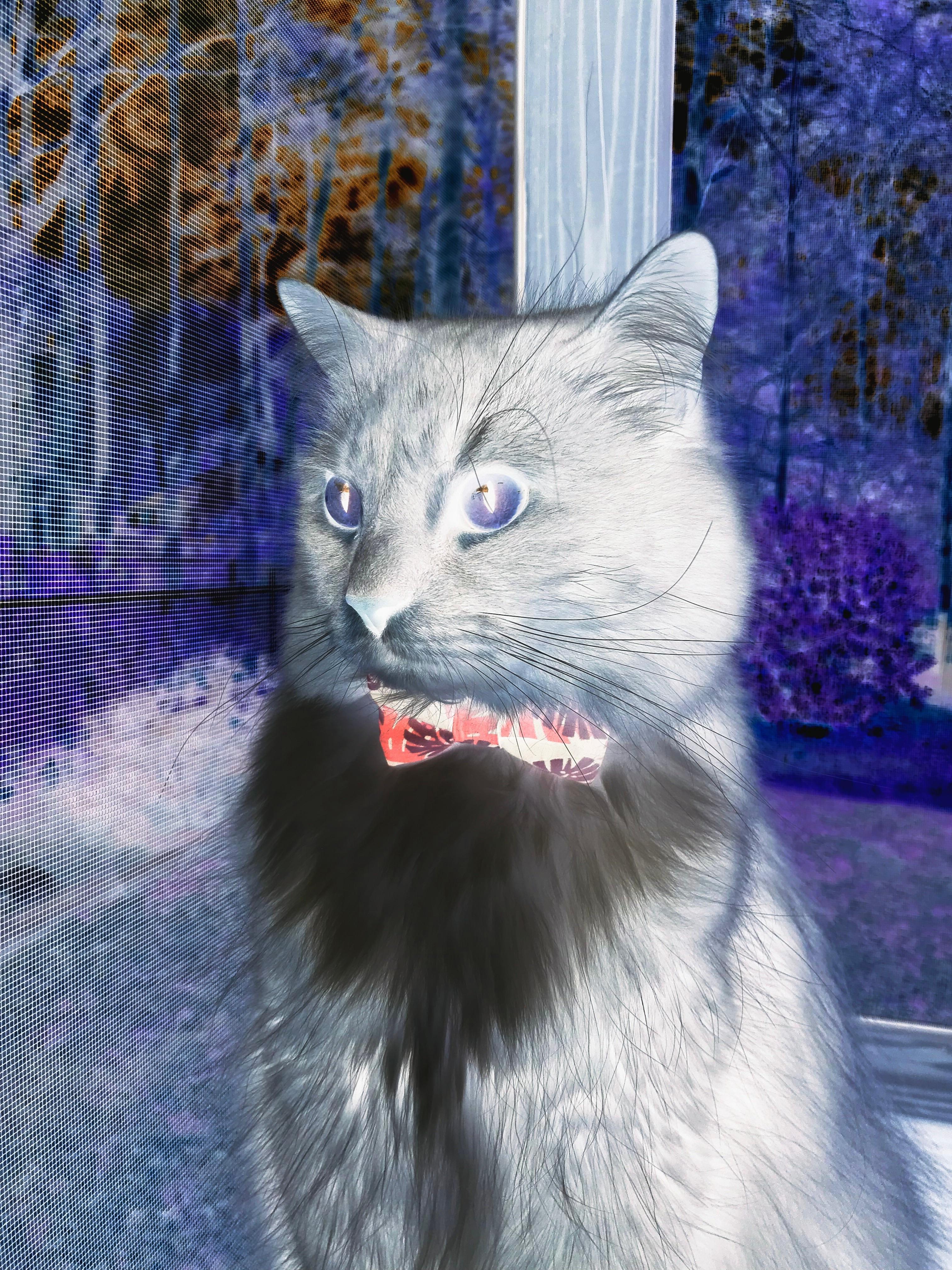 世俱杯参赛资格-末节之王！伊萨克封神时刻引领爱尔兰决胜局奇迹