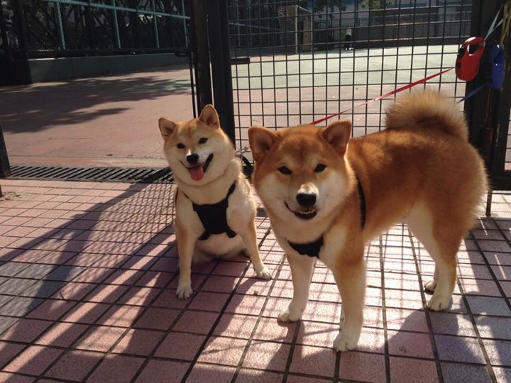 世俱杯时间-蓝军铁骑碾压斑马军团，法比尼奥领袖风范引领胜利