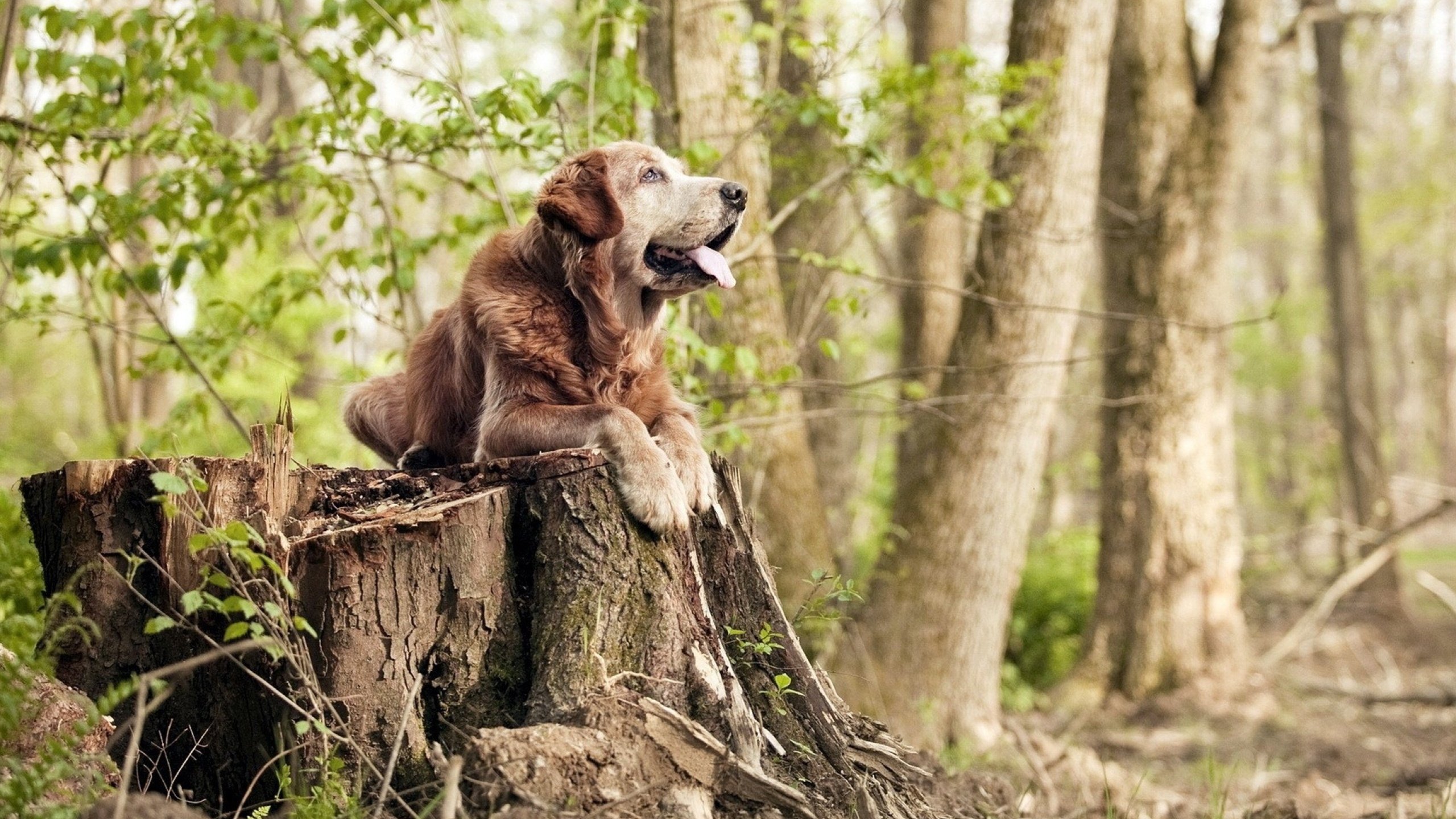 世俱杯2025-血拼之夜,与海外降落的王炸
