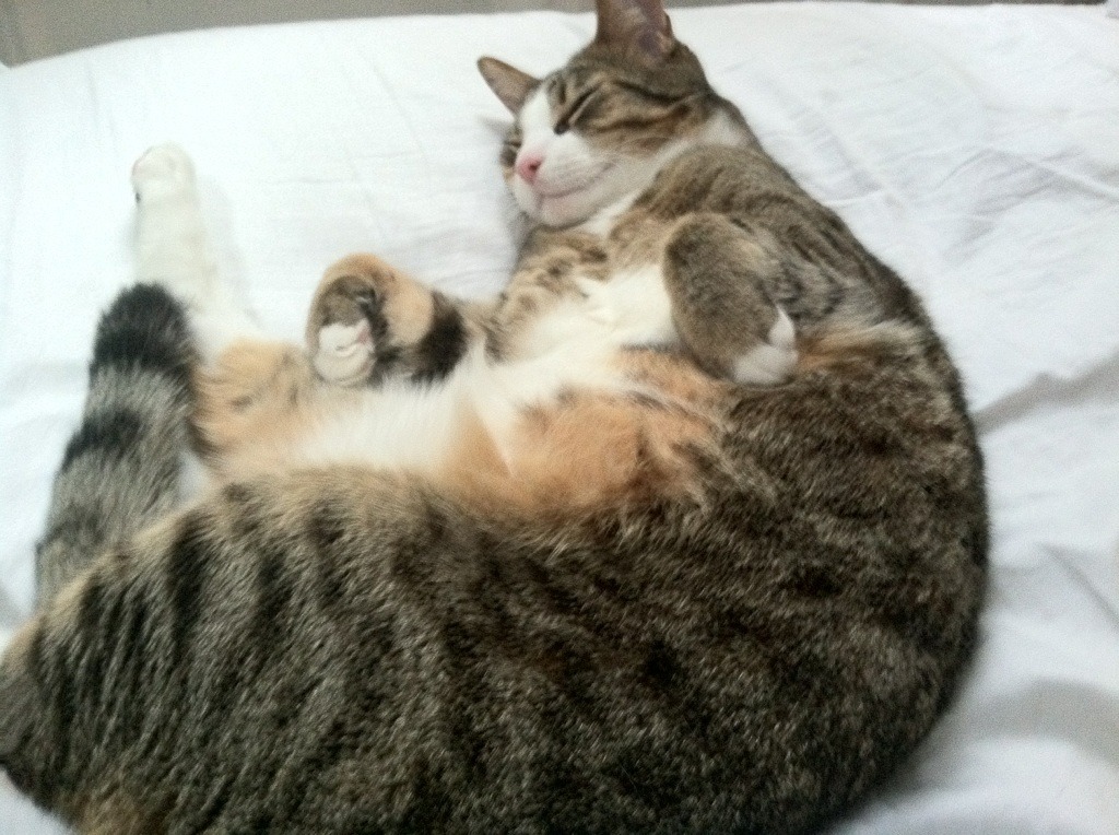 世俱杯-绿茵场与硬木地板的对话，当摩纳哥稳稳布局，维尼修斯接管想象