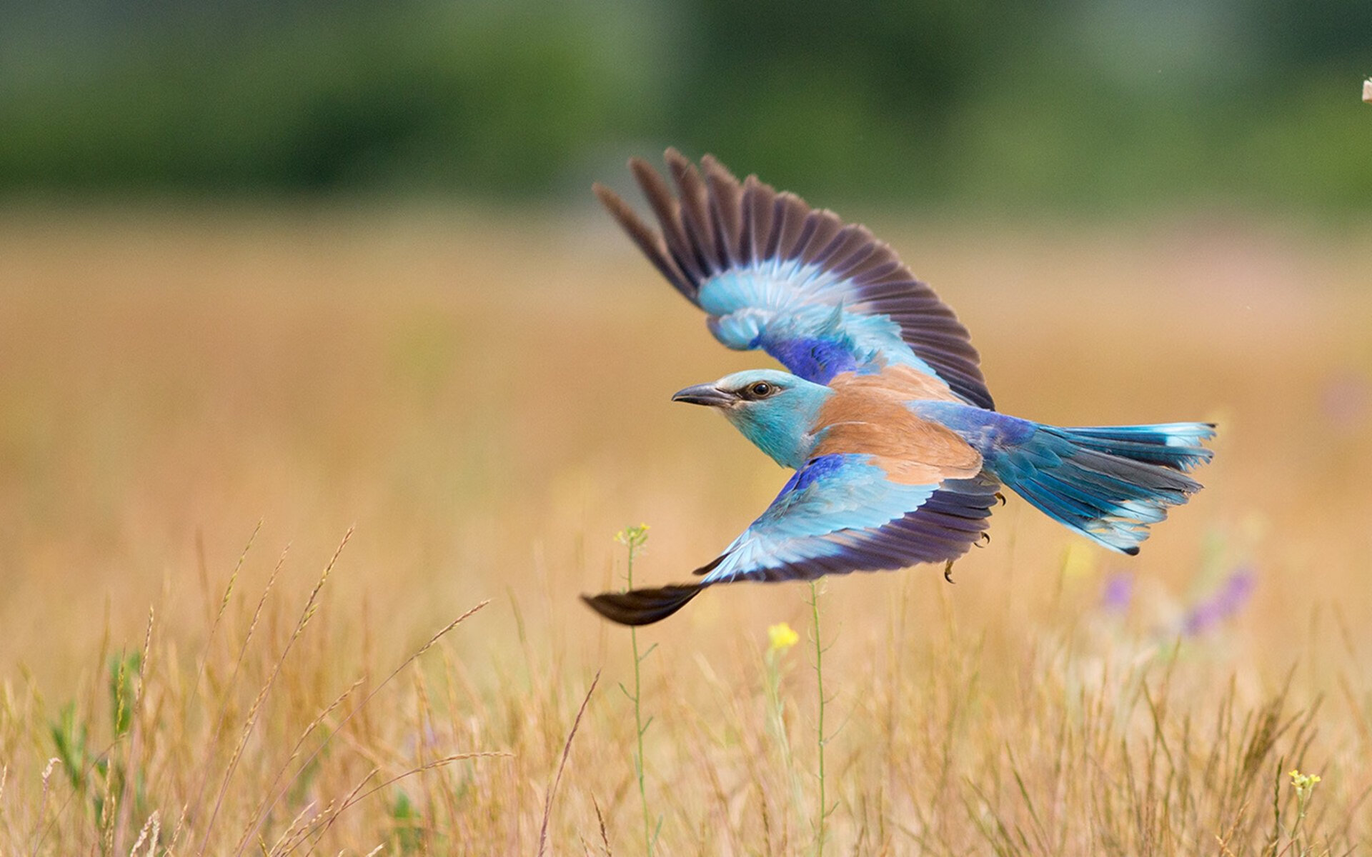 世俱杯改制-战术纪律与球星灵光,马赛的节奏掌控与加克波的大舞台法则
