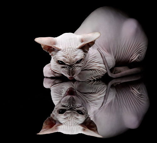 世俱杯分组-铁骑踏雪南粤破冰，小贾伦神兵天降定江山