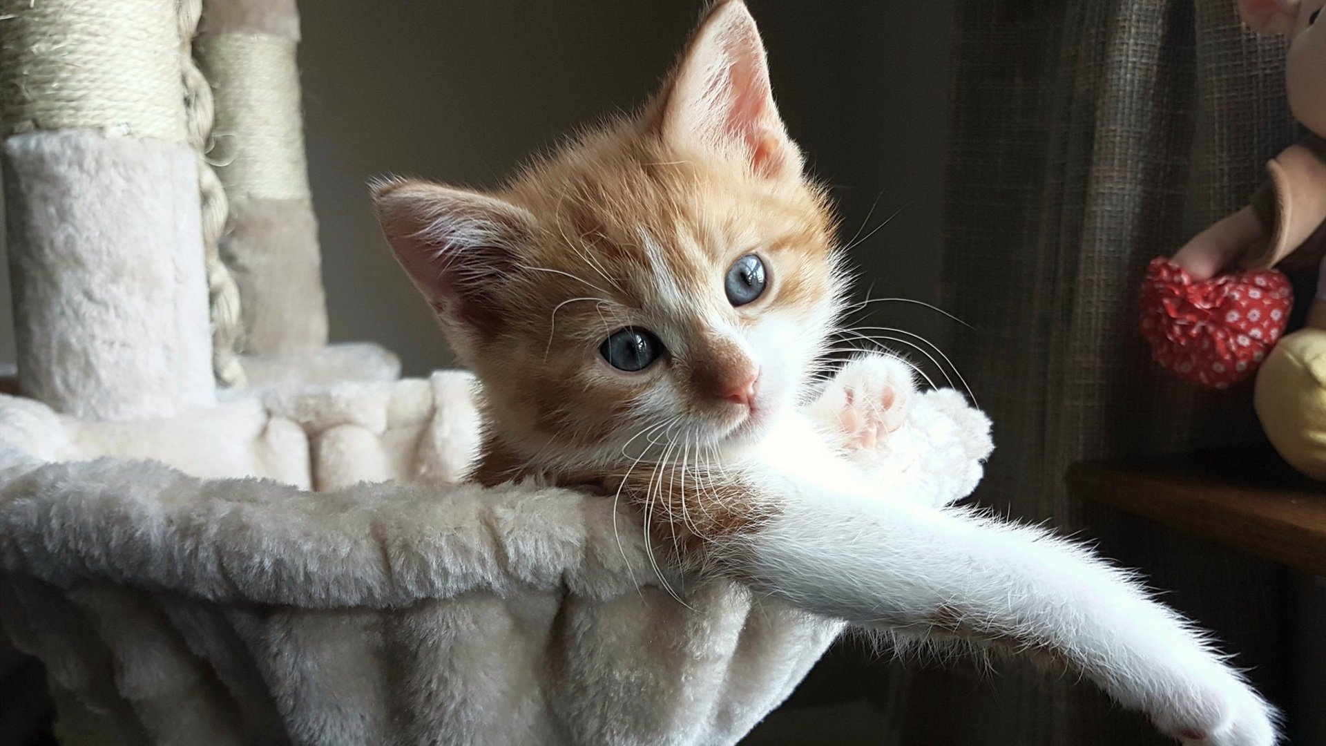 世俱杯直播-西决生死战的另一种诠释，佛罗伦萨正面击溃尼斯背后的焦点之战