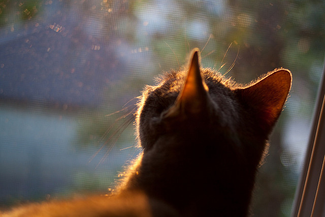 世俱杯改制-利拉德狂屠勇士,老鹰主场扬威,联盟为之侧目!