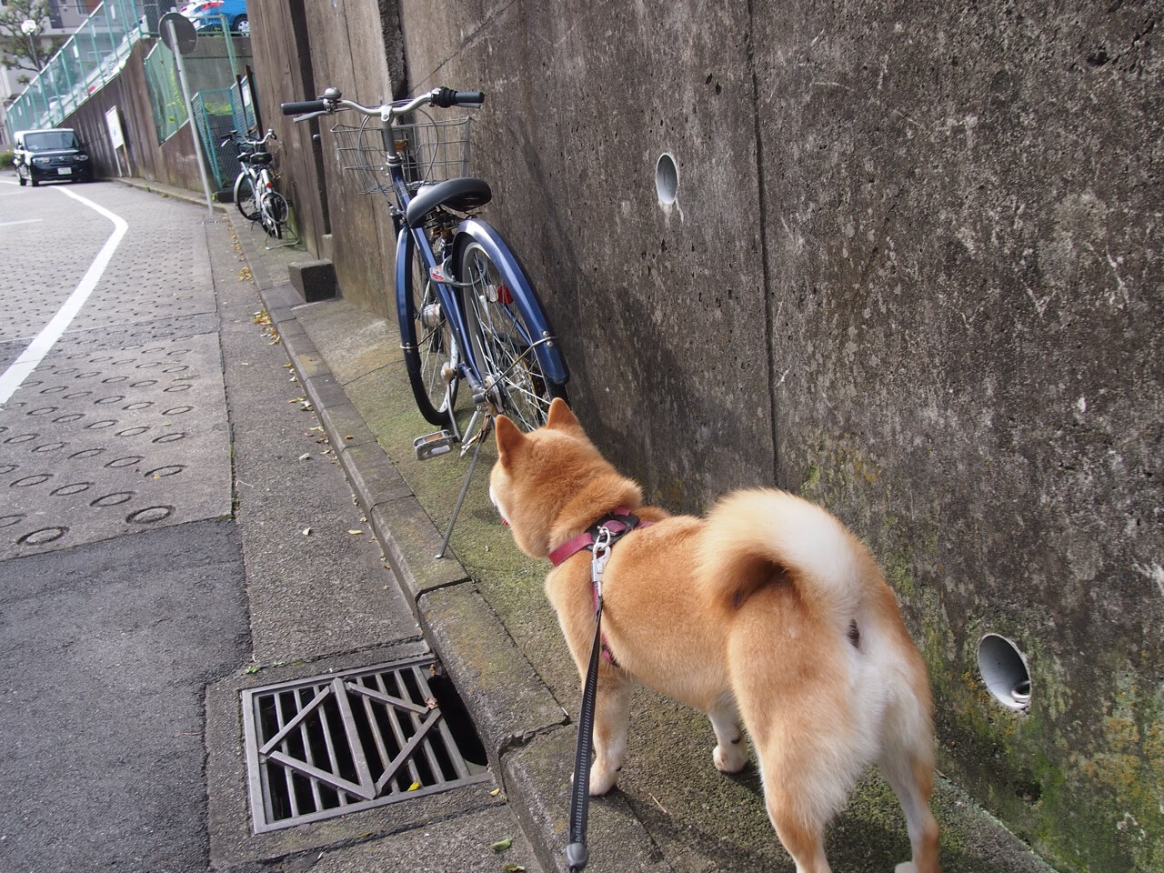 世俱杯2025-新王加冕，文班亚马以一己之力，重构篮球天际线