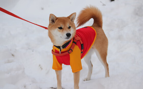 世俱杯-西非绿茵恩仇录,当加纳的坚盾,撞上塞内加尔的长矛