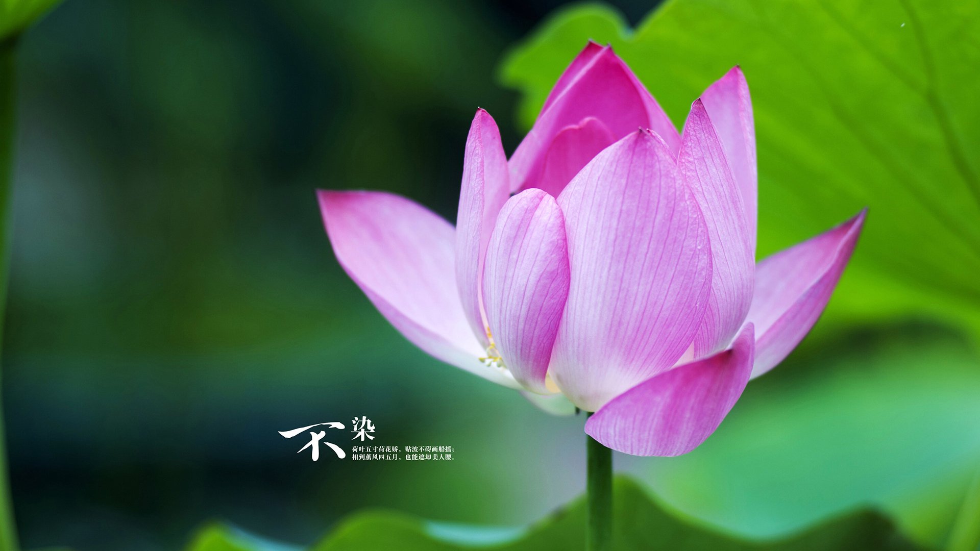 世俱杯直播-绿茵与硬木的争冠交响，英超焦点战火燃，爵士末节定乾坤