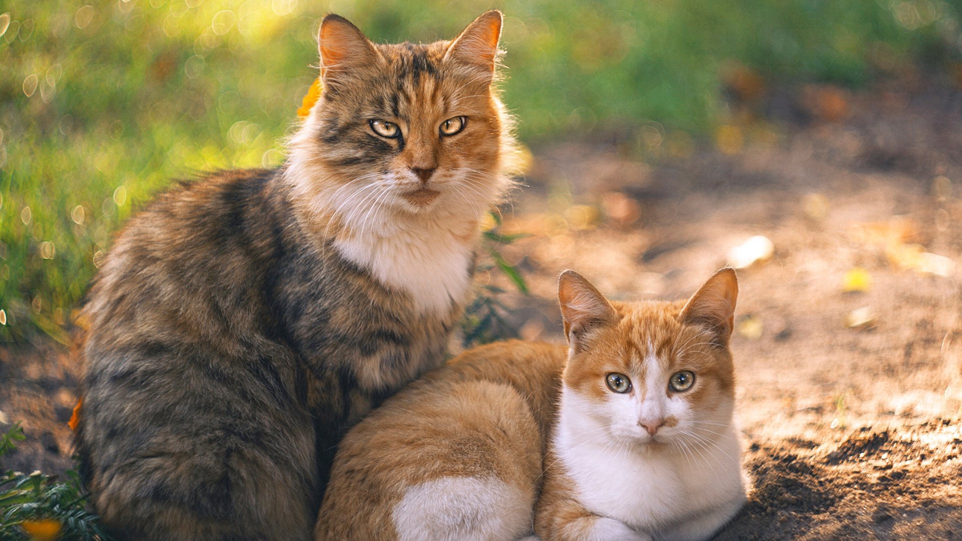 世俱杯-魔术制霸奇才?詹姆斯一锤定音改写剧本