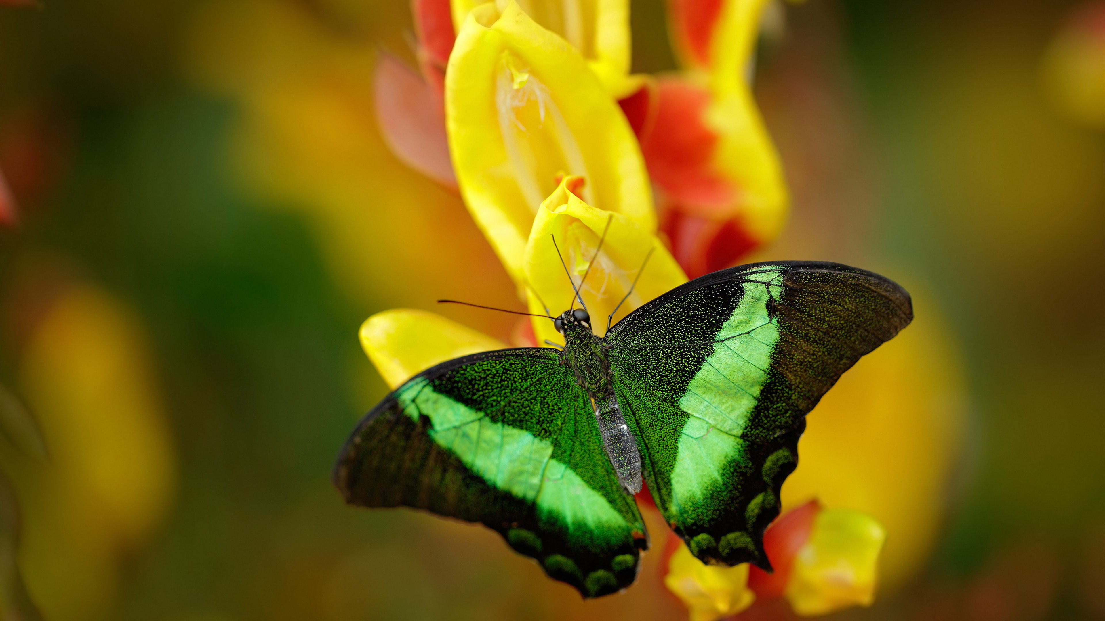 世俱杯-东决关键战经典回响，奇才鏖战火箭的铁血传奇
